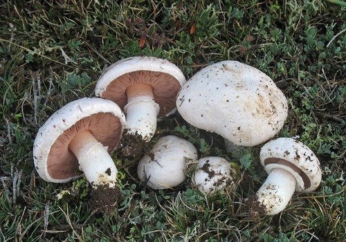 Prataiolo (Agaricus campestris)