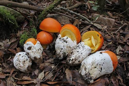 Ovolo buono (Amanita caesarea)