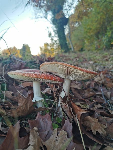 Ovolo malefico (Amanita muscaria)