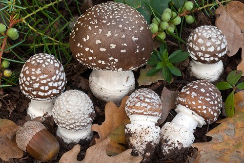 Tignosa bruna (Amanita pantherina)