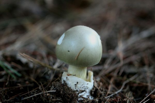 Tignosa verdognola (Amanita phalloides)
