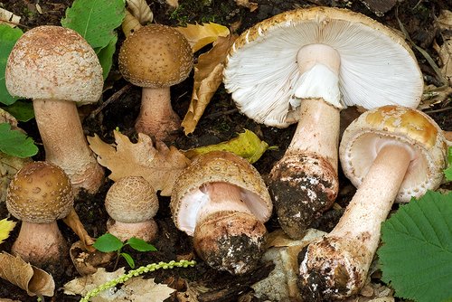 Tignosa vinata (Amanita rubescens)