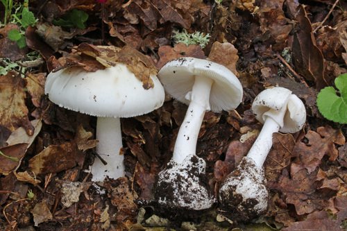 Tignosa primaverile (Amanita verna)