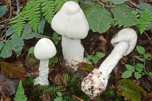 Tignosa bianca (Amanita virosa)