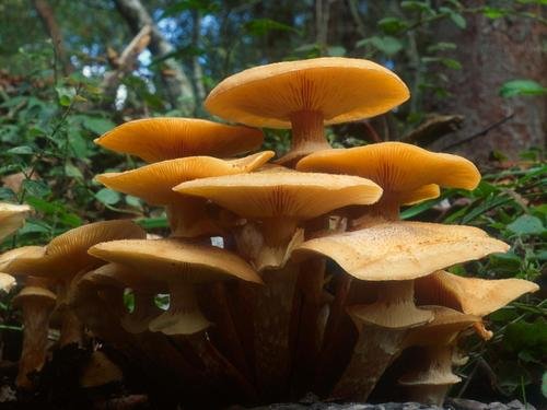 Chiodino (Armillaria mellea)