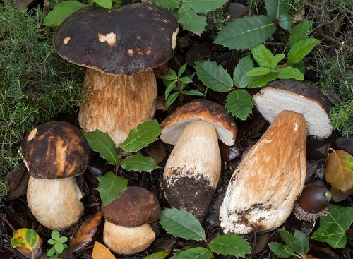 Porcino nero (Boletus aereus)