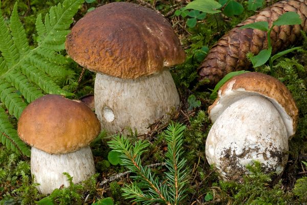 Porcino (Boletus edulis)