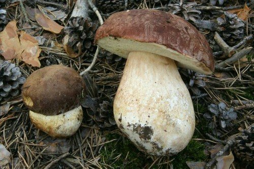 Porcino dei pini (Boletus pinophilus)