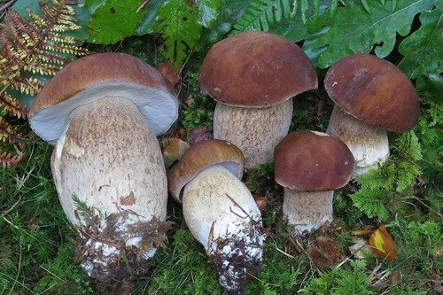 Porcino estivo (Boletus reticulatus)