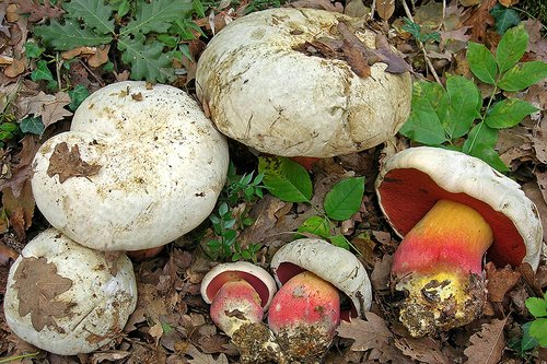 Porcino malefico (Rubroboletus satanas)