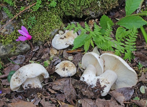 Prugnolo (Calocybe gambosa)