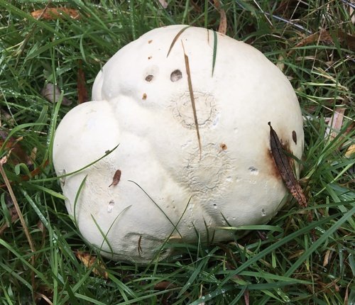 Vescia gigante (Calvatia gigantea)