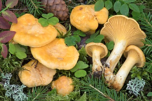 Gallinaccio (Cantharellus cibarius)