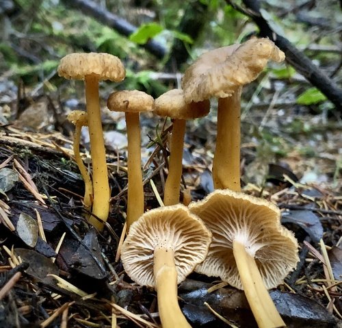 Finferla (Craterellus tubaeformis)