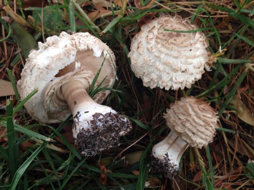 Mazza di tamburo arrossante (Chlorophyllum rhacodes)