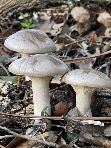 Cimballo (Clitocybe nebularis)