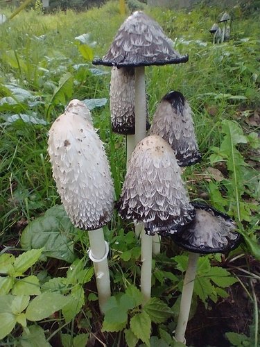 Coprino chiomato (Coprinus comatus)