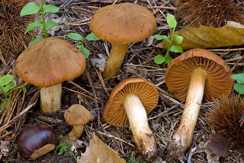 Cortinario orellano (Cortinarius orellanus)