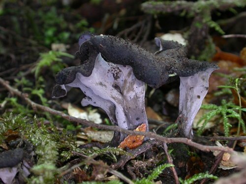 Trombetta dei morti (Craterellus cornucopioides)