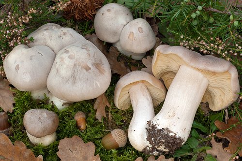 Entoloma livido (Entoloma sinuatum)