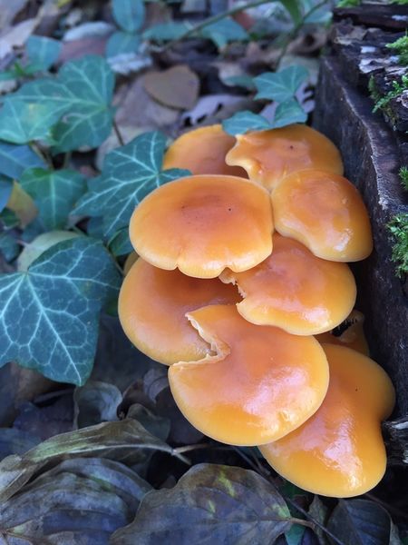 Galerina marginata (Galerina marginata)