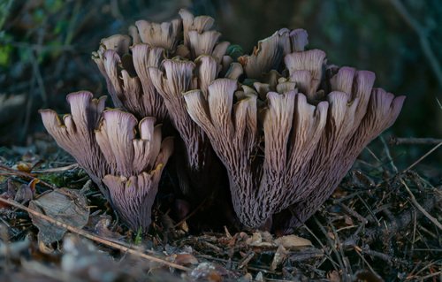 Cantarello viola (Gomphus clavatus)