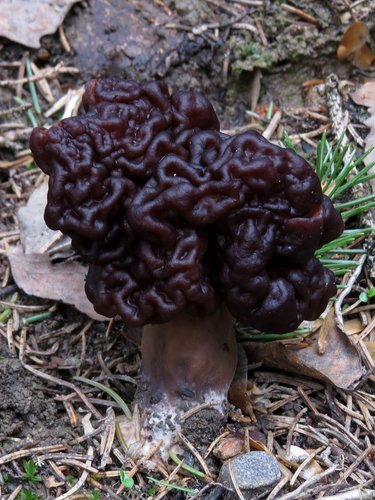 Falsa spugnola (Gyromitra esculenta)