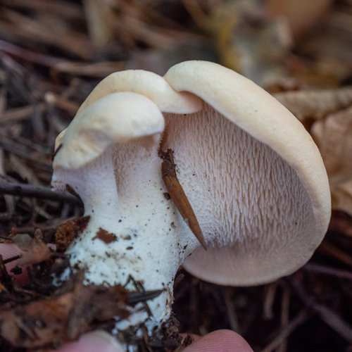 Steccherino dorato (Hydnum repandum)
