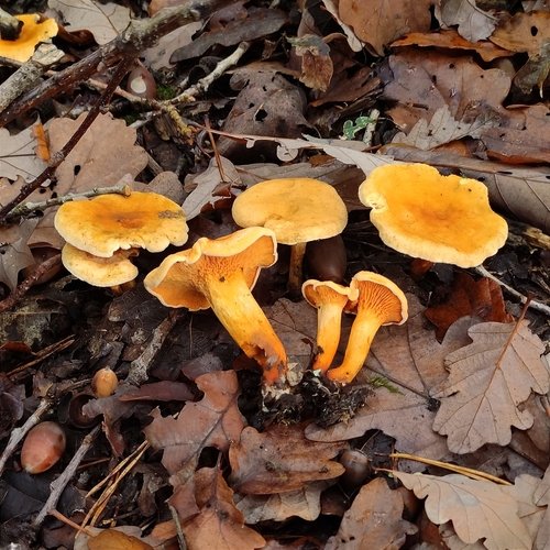 Falso gallinaccio (Hygrophoropsis aurantiaca)
