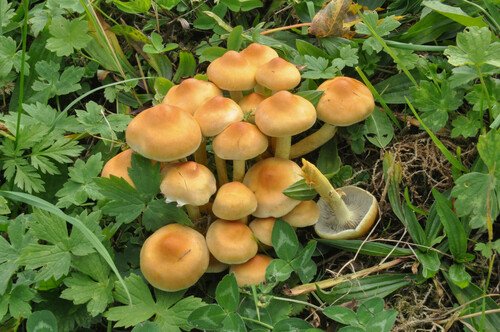 Falso chiodino (Hypholoma fasciculare)