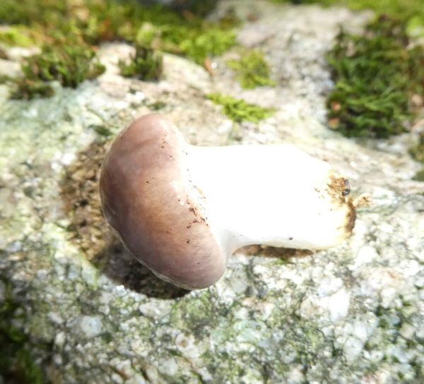 Sanguinello (Lactarius deliciosus)