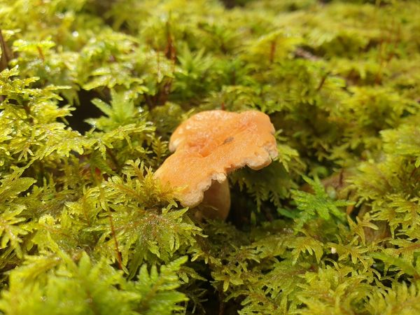 Lattario torminoso (Lactarius torminosus)