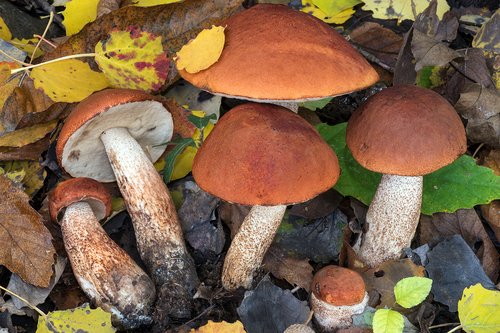 Porcinello rosso (Leccinum aurantiacum)