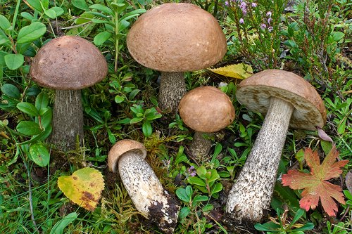 Porcinello grigio (Leccinum scabrum)