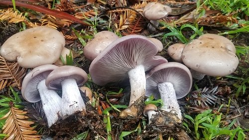 Agarico violetto (Lepista nuda)