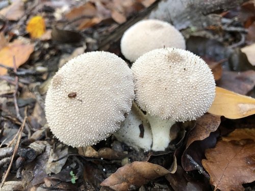 Vescia gemmata (Lycoperdon perlatum)