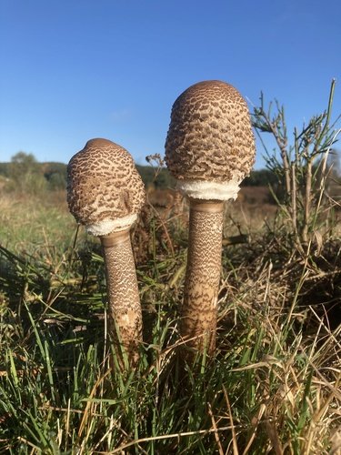 Mazza di tamburo (Macrolepiota procera)