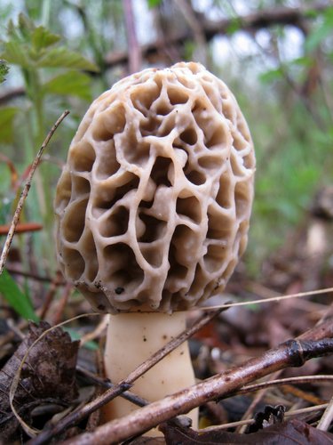 Spugnola (Morchella esculenta)