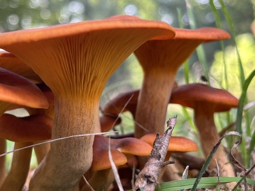 Fungo dell'olivo (Omphalotus olearius)