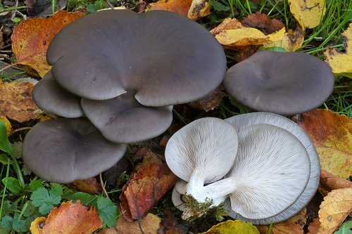 Orecchione (Pleurotus ostreatus)