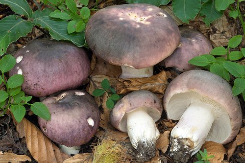 Colombina maggiore (Russula cyanoxantha)