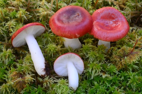 Colombina rossa (Russula emetica)