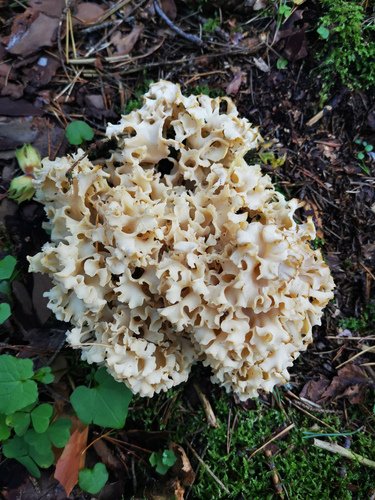 Sparasside crespa (Sparassis crispa)