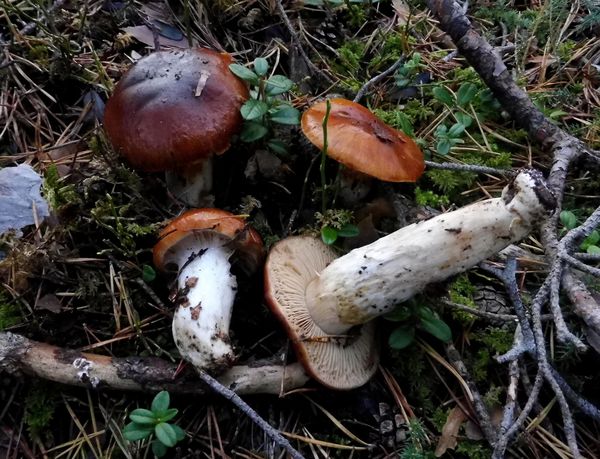 Pinarolo (Suillus luteus)
