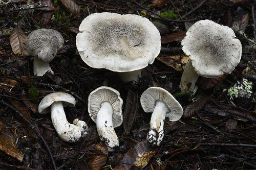 Agarico tigrino (Tricholoma pardinum)