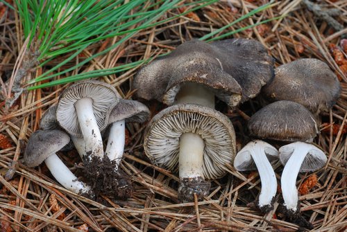 Moretta (Tricholoma terreum)