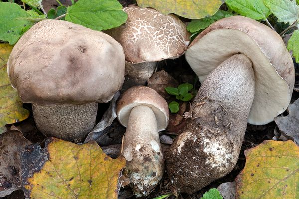 Porcino amaro (Tylopilus felleus)