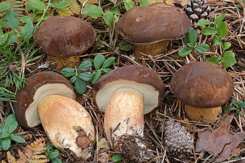 Boleto baio (Imleria badia)